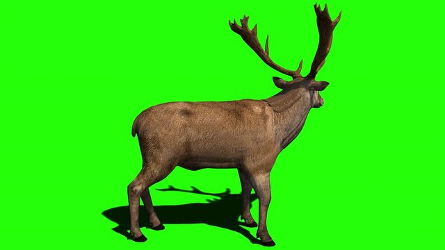 Stag or deer on green screen with Alpha Channel seamless loopable.