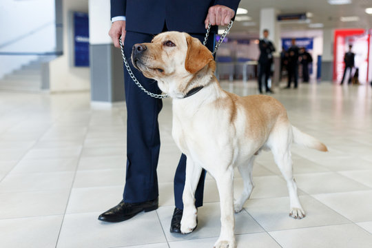Close up image of a Labrador dog for detecting drugs at the airport standing near the customs guard.