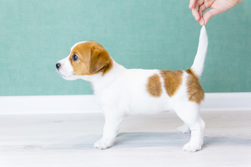A beautiful white Jack Russell Terrier puppy with orange spots stands sideways in a rack. Man's hand hold the puppy by the tail. Concept of dog training, preparation for the show.
