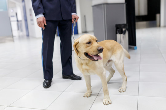 Cropped image of a Labrador dog looking at camera, for detecting drugs at the airport standing near the customs guard.
