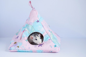 A decorative white cute rat peeps out of the fabric triangular house. Close-up of a rat's face.