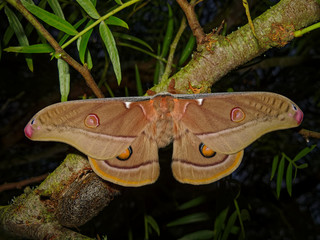 Emperor gum moth viewed from above.