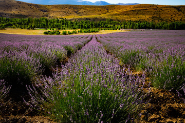 Lavender Field from Turkey