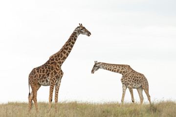 Two giraffe cut out on white isolated walking in grassy plains of Masai Mara Kenya