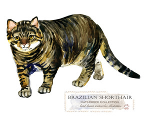 Brazilian Shorthair cat. home pet. breed of Cats series. cute kitten. watercolor domestic animal illustration. 
