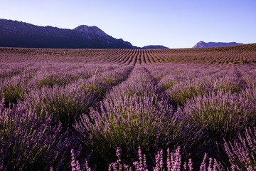 Naklejka na ściany i meble Lavender Field from Turkey