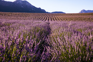 Plakat Lavender Field from Turkey