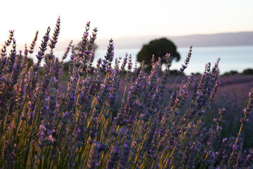 Lavender Field from Turkey