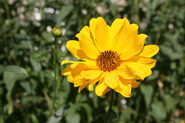 yellow flowers in a summer garden 