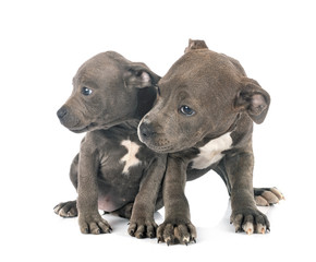 puppies staffordshire bull terrier