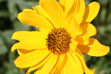 yellow flowers in a summer garden 