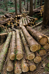 trabajos forestales,Parque Natural de Pagoeta, Guipuzcoa, Euzkadi, Spain