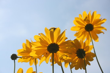 yellow flowers in a summer garden 