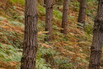 sotobosque, cerca de Kortezubi, Vizcaya, Euzkadi, Spain