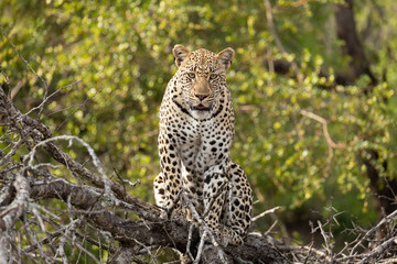 Fototapeta na wymiar Head on portrait of adult leopard facing camera with green background in Kruger Park South Africa