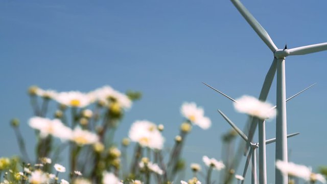 Wild daises in a meadow in the English countryside moving in the wind on a clear blue sky day in summer with large commercial wind turbines turning