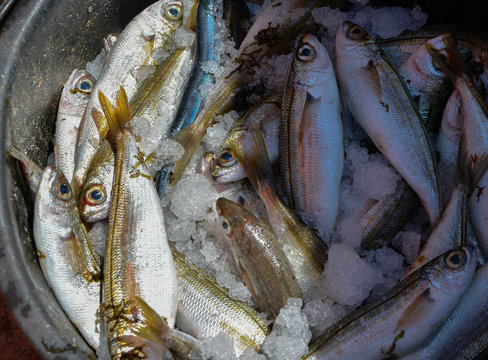 Freshly Caught Fish In The Sea.