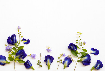 Fototapeta na wymiar blue flowers butterfly pea local flora of asia arrangement flat lay style on background white wooden