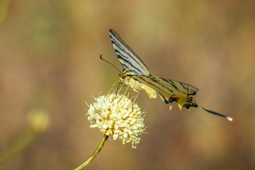 The butterfly known as the common yellow swallowtail in a closeup view.
