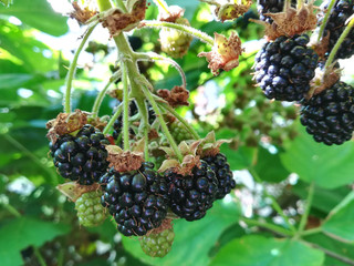 blackberry growing on a twig in the garden. harvest, summer, gardening, berries, farm