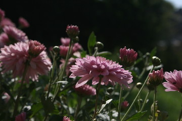 pink flowers in a summer garden