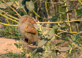The Indian grey mongoose is a mongoose species native to the Indian subcontinent and West Asia. pair of  grey mongoose.	