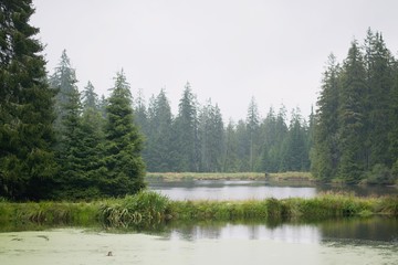 Obraz premium A View Of The Lake In The Forest Of The Czech Moorland Kladska During The Misty Day