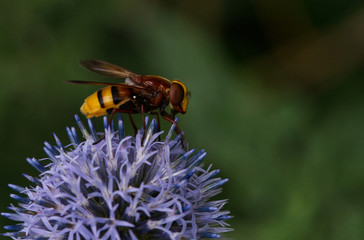 Hornissenschwebfliege