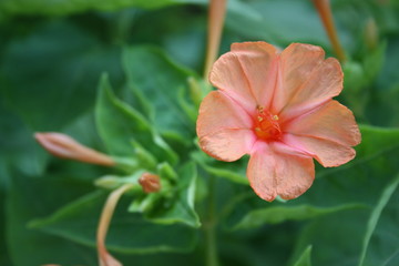 pink flowers in a summer garden