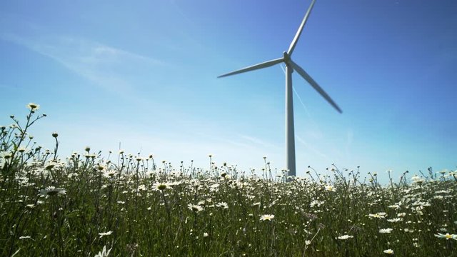 Wild daises in a meadow in the English countryside moving in the wind on a clear blue sky day in summer with large commercial wind turbines turning