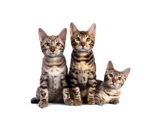 Row of three (snow) bengal cat kittens, sitting beside each other. All looking at camera. Isolated on white background.
