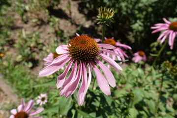 Close view of pink flower of Echinacea purpurea in July
