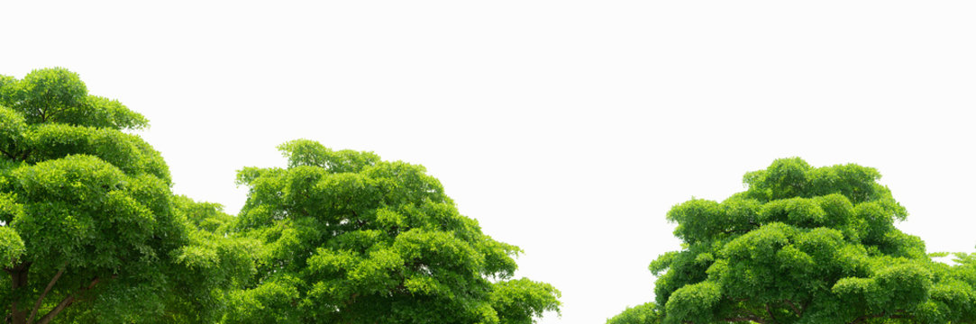 Trees with green leaves isolated on white background. Tree with light green leaves on sunny day. Plants for architecture decorative. Bush of tree with twig and shaft. © Artinun