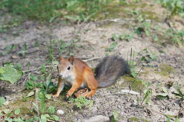 Squirrel feeding in the park