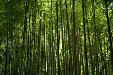 夏の竹林