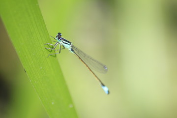 kleine Pechlibelle
