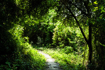 Fototapeta na wymiar The trail through the green forest in Taiwan.