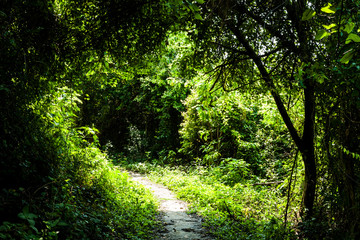 The trail through the green forest in Taiwan.