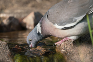 Fototapeta premium Close up side view of wood pigeon facing left drinking water from a pond with dry brown background