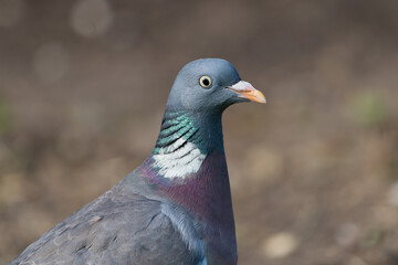 Close up of side view common wood pigeon head and upper body facing right with dry brown dirt background