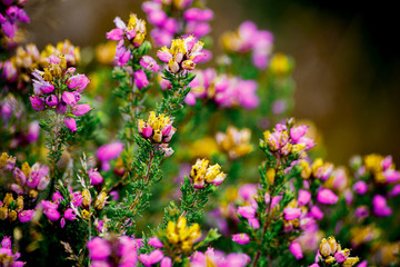 Heather flowering in the Peak District National Park.