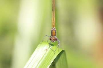 Prachlibelle