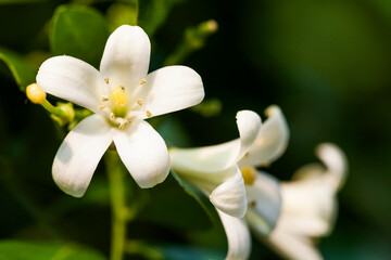 Fototapeta na wymiar Orange jasmine flower or orange jessamine (a common name for Murraya paniculata) in the park.