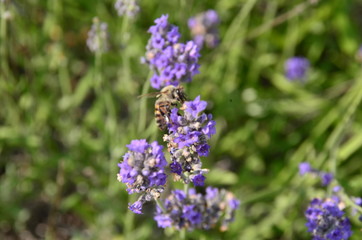 lavender flowers in a field