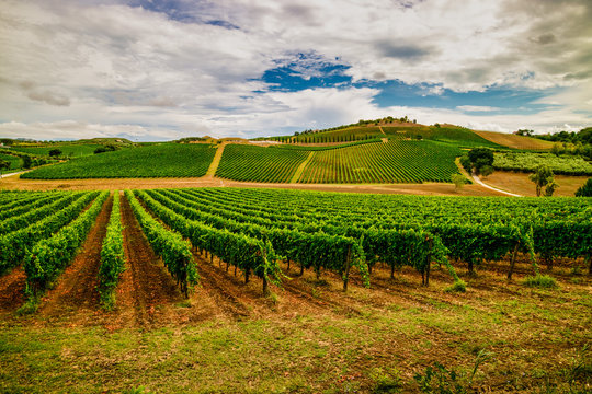 Beautiful landscape of Vineyards in Abruzzo. Montepulciano D'Abruzzo region in summer season. Italy.