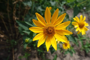 Amber yellow flower head of Heliopsis helianthoides in mid July