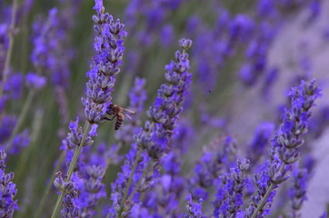 lavender flowers in the garden