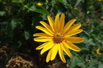 Closeup of yellow flower of Heliopsis helianthoides in mid July