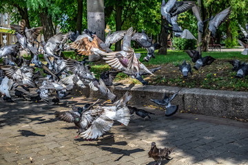 Many pigeons run away flying from the sidewalk in the city. A flock of urban birds takes off from the ground against the background of a park with green grass on a summer day