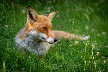 red fox in the grass